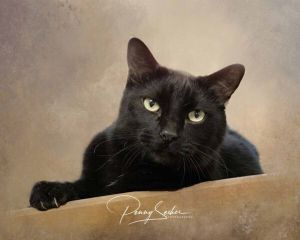 Holmes, Adult Male Domestic Short Hair