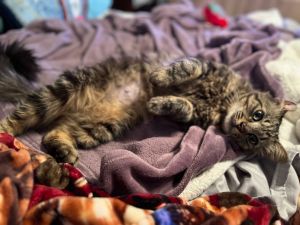 Max Domestic Medium Hair Cat