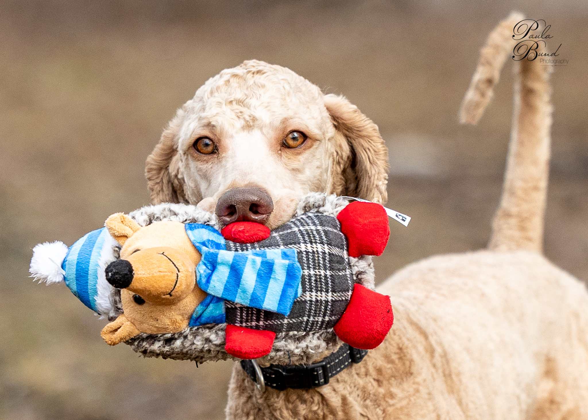 King, an adoptable Standard Poodle in North Bay , ON, P1B 1B2 | Photo Image 1