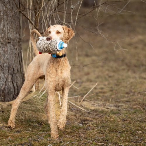 King, an adoptable Standard Poodle in North Bay , ON, P1B 1B2 | Photo Image 2