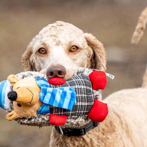 King, an adoptable Standard Poodle in North Bay , ON, P1B 1B2 | Photo Image 3