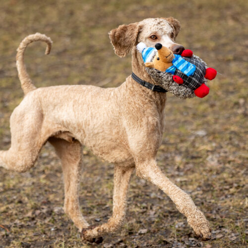 King, an adoptable Standard Poodle in North Bay , ON, P1B 1B2 | Photo Image 4