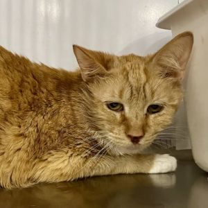 Looking for a Warrior Princess Rosie Libby is your girl She came to us from a hoarding situation 
