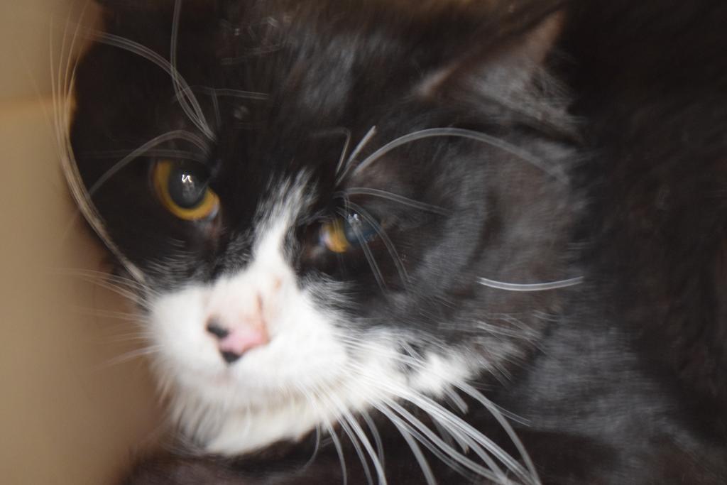 Tuxedo Cat, an adoptable Domestic Short Hair in Pahrump, NV, 89048 | Photo Image 1