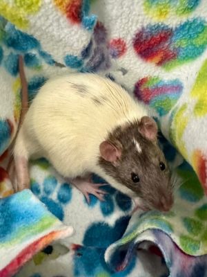 Blatherskite, Young Male Rat