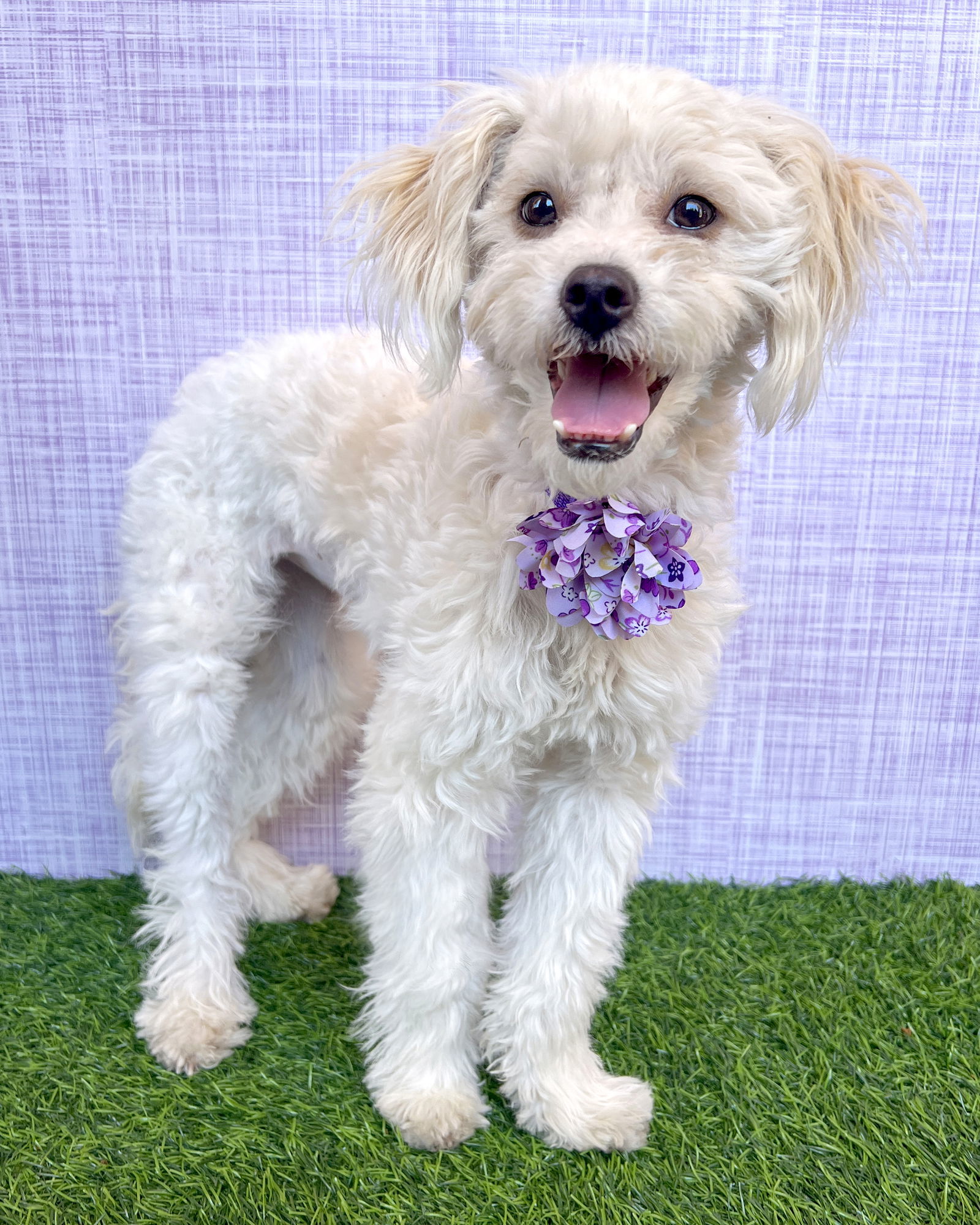 Pippi, an adoptable Havanese, Maltese in Corona, CA, 92883 | Photo Image 1