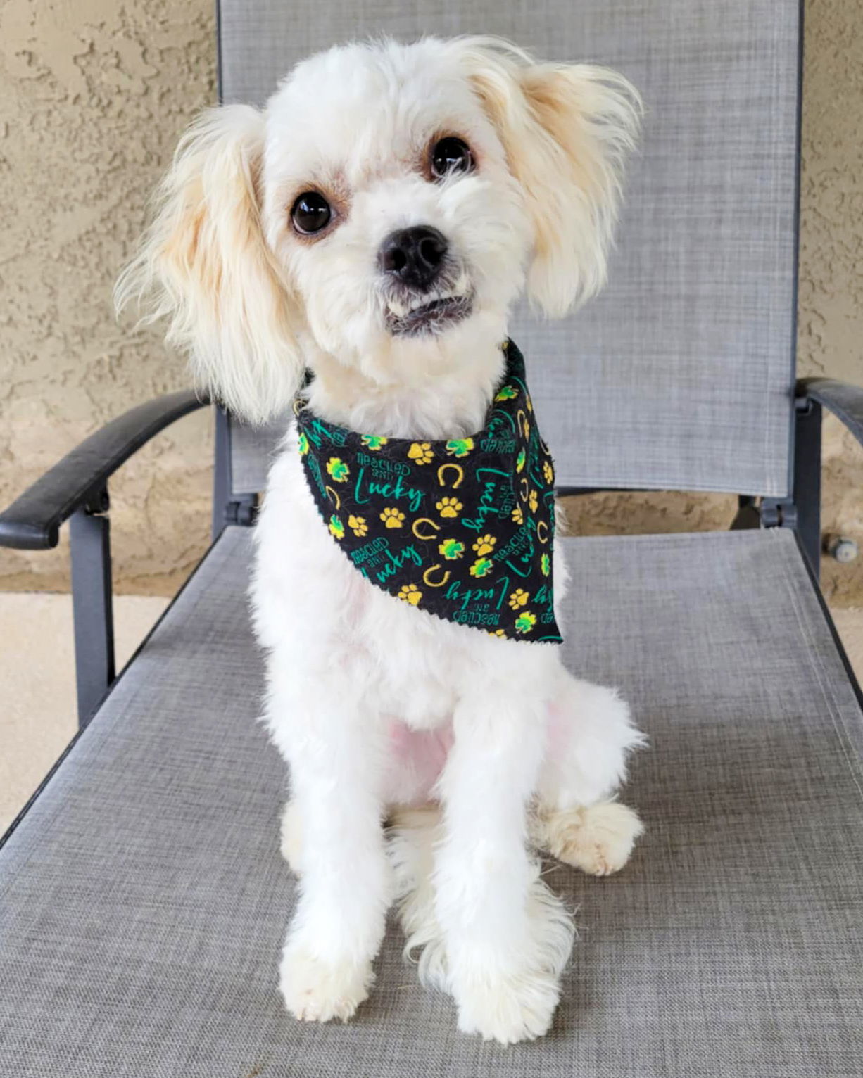 Pippi, an adoptable Havanese, Maltese in Corona, CA, 92883 | Photo Image 2
