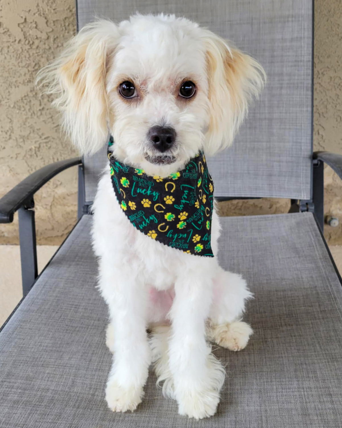 Pippi, an adoptable Havanese, Maltese in Corona, CA, 92883 | Photo Image 3