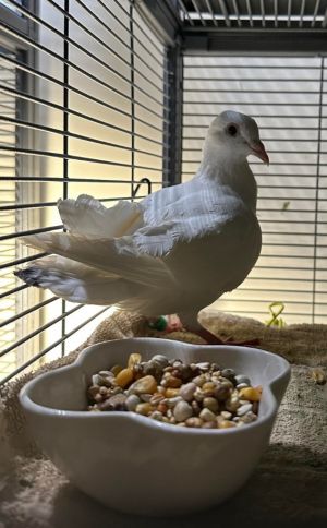 Please apply to adopt httpwwwpigeonrescueorgbirdsapply-to-foster-or-adopt