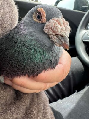 Filbert is a 7 year old pigeon racing survivor found grounded bruised and missing all his tail feat
