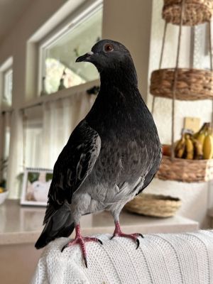 Please apply to adopt httpwwwpigeonrescueorgbirdsapply-to-foster-or-adopt