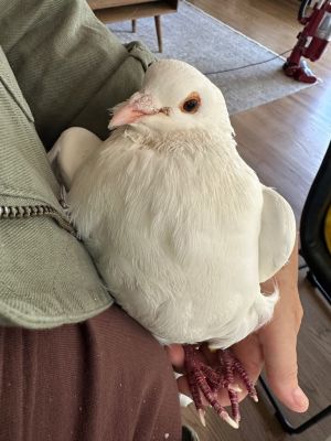 Please apply to adopt httpwwwpigeonrescueorgbirdsapply-to-foster-or-adopt