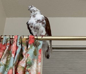 Please apply to adopt httpwwwpigeonrescueorgbirdsapply-to-foster-or-adopt