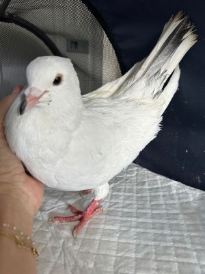 Please apply to adopt httpwwwpigeonrescueorgbirdsapply-to-foster-or-adopt