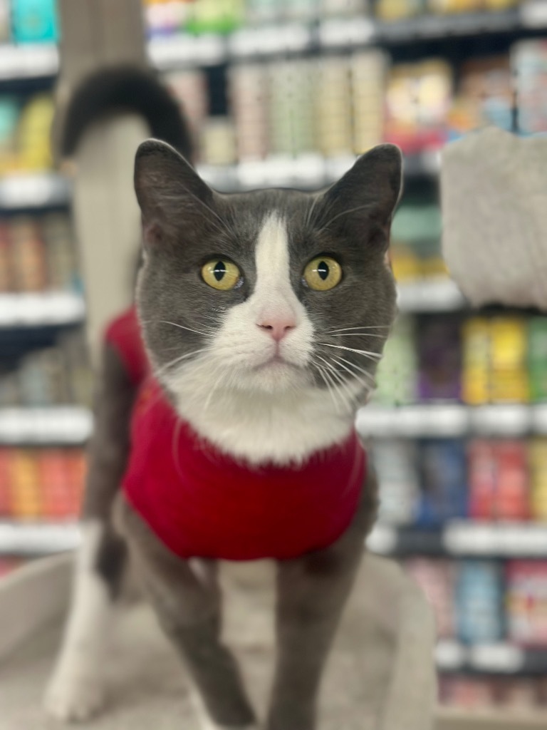 Peggy Clawter, an adoptable Domestic Short Hair in Calgary, AB, T3S 0C5 | Photo Image 1