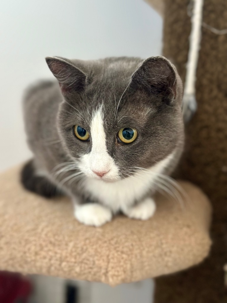 Peggy Clawter, an adoptable Domestic Short Hair in Calgary, AB, T3S 0C5 | Photo Image 2
