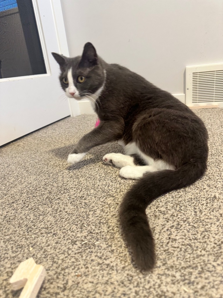 Peggy Clawter, an adoptable Domestic Short Hair in Calgary, AB, T3S 0C5 | Photo Image 3