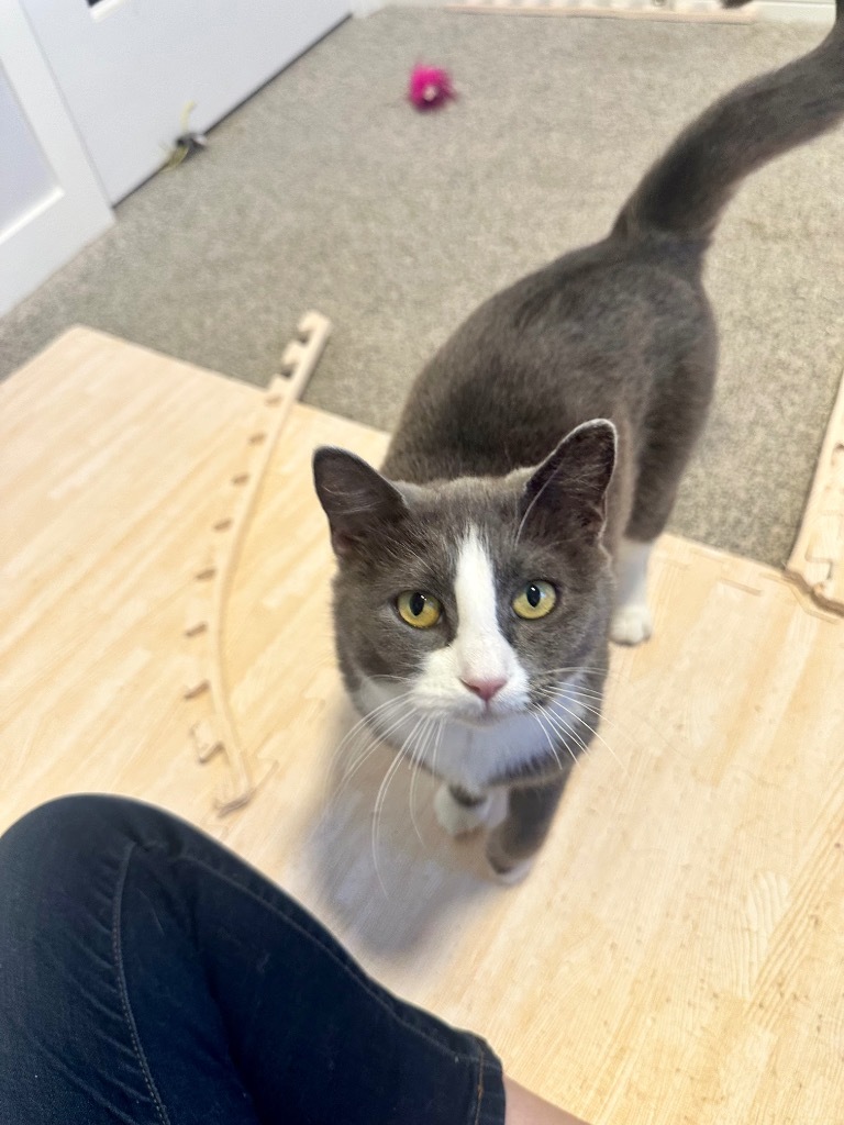Peggy Clawter, an adoptable Domestic Short Hair in Calgary, AB, T3S 0C5 | Photo Image 5