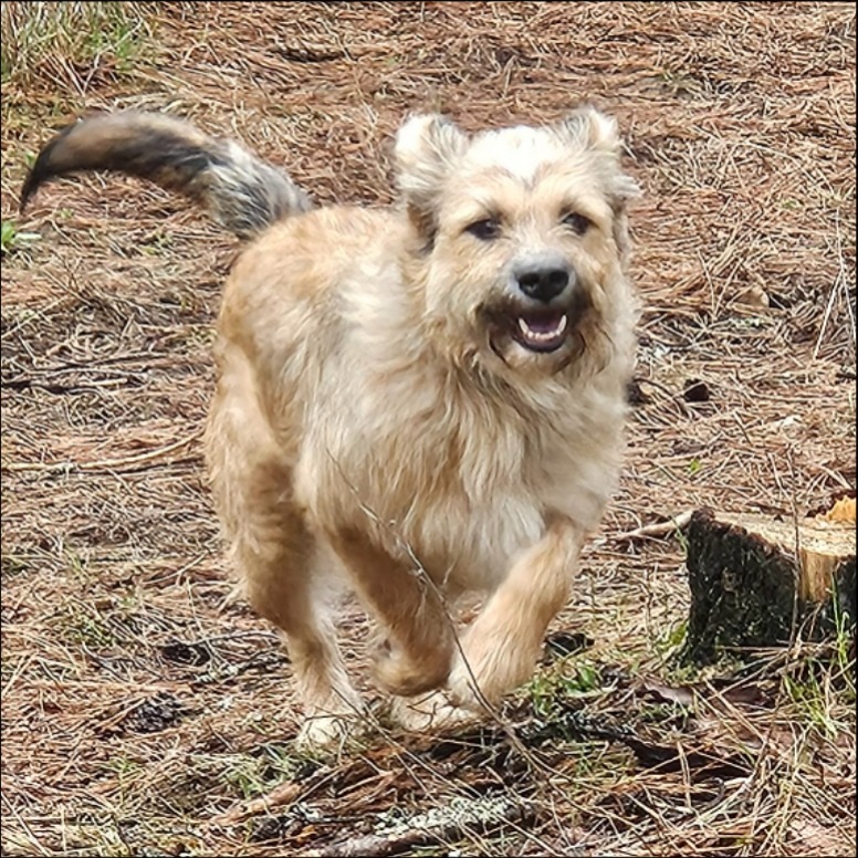 Nova