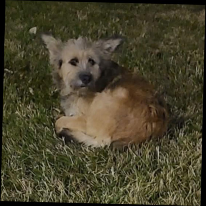 Nova