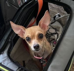 Thank you for checking out my bio please check back for an update My foster will update my informa