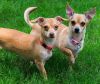 Tiny Tippy - Bonded Pair - Pinky Jean photo 1