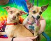 Tiny Tippy - Bonded Pair - Pinky Jean photo 2
