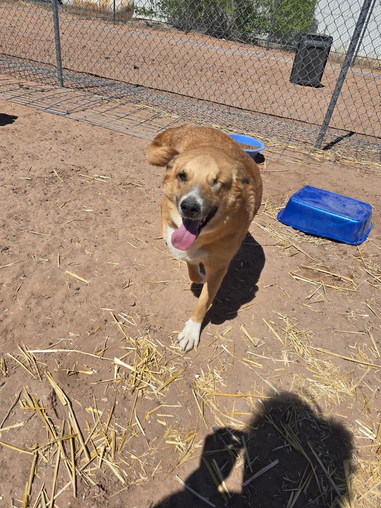 Issac, an adoptable Shepherd, Mixed Breed in Holbrook, AZ, 86025 | Photo Image 1