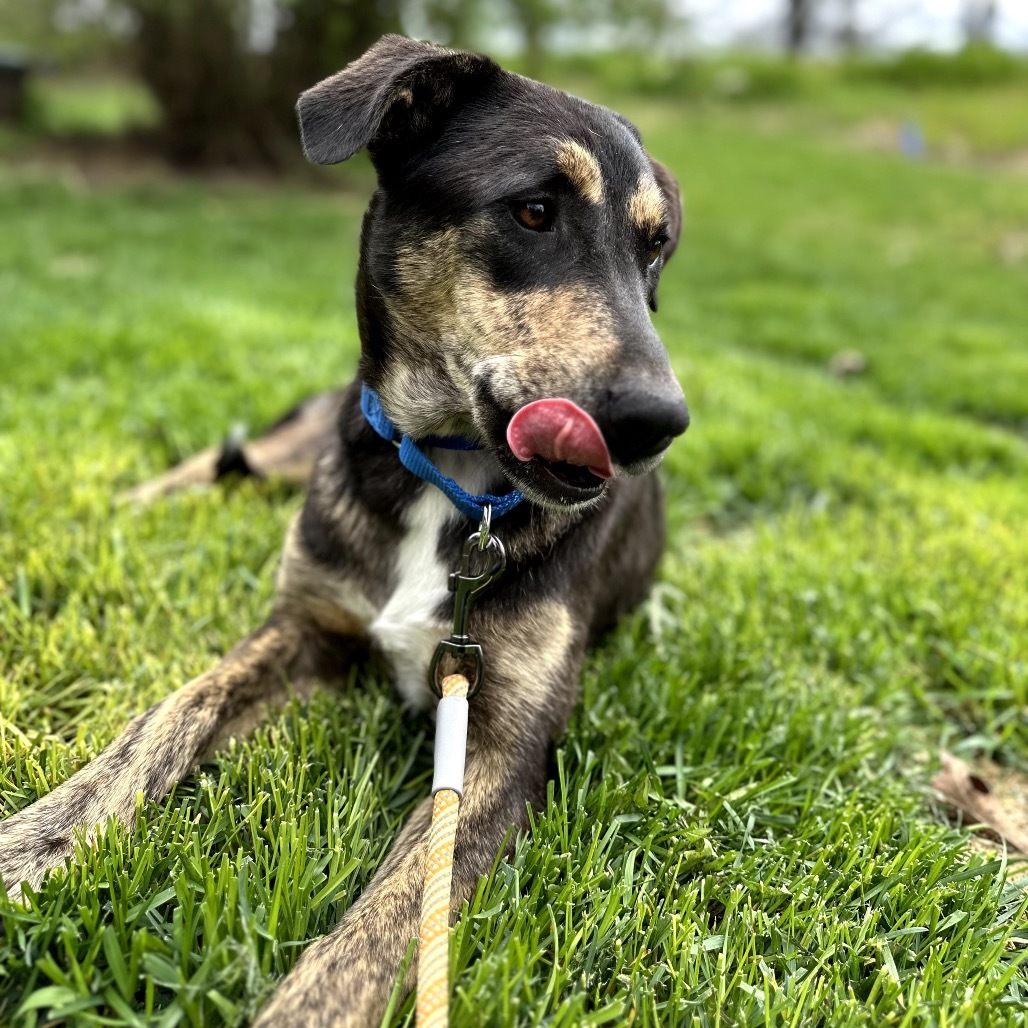 Rolo