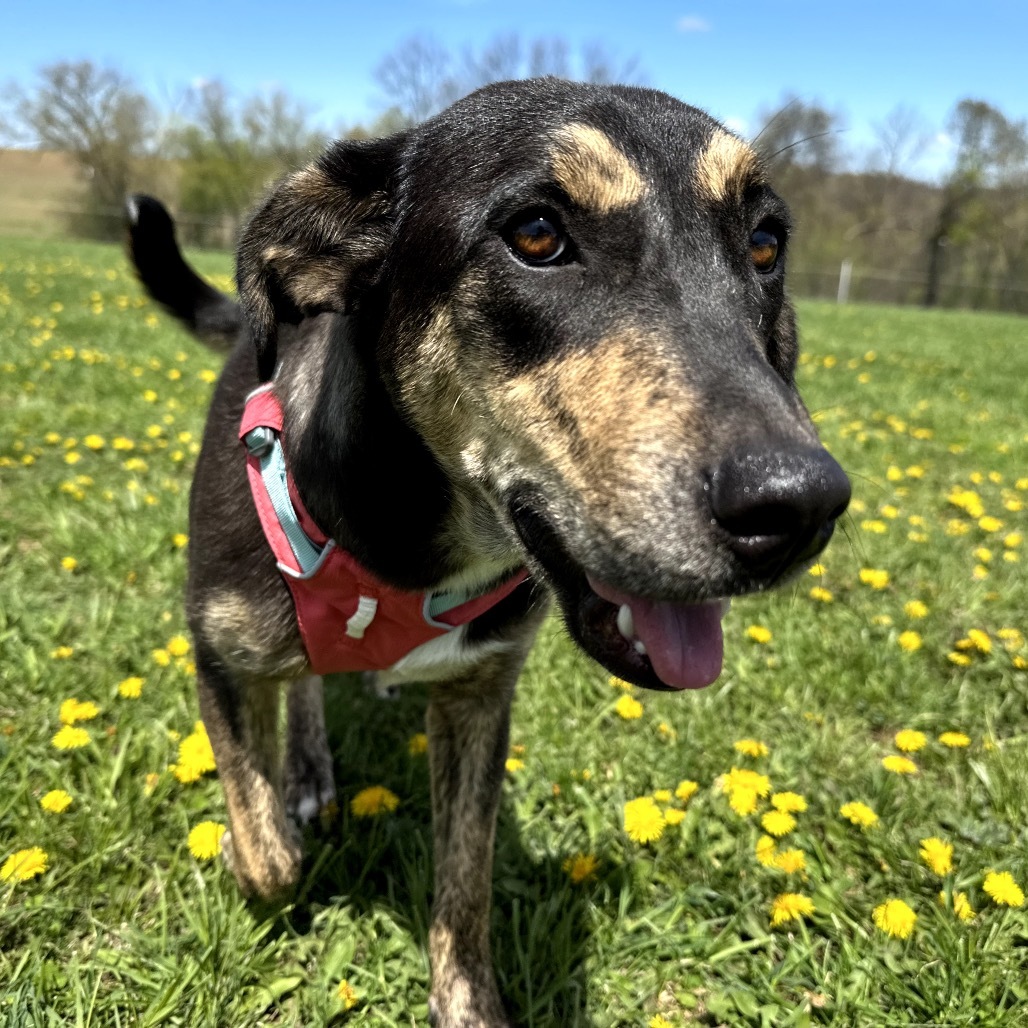 Rolo