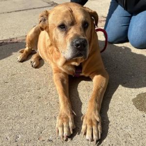 Meeny, Senior Female Mixed Breed