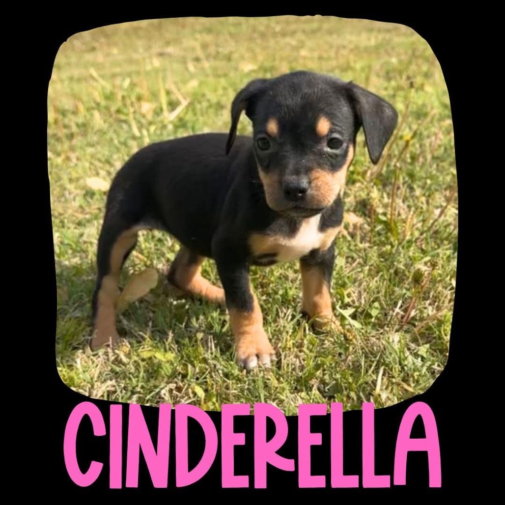Cinderella