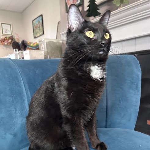 Penny