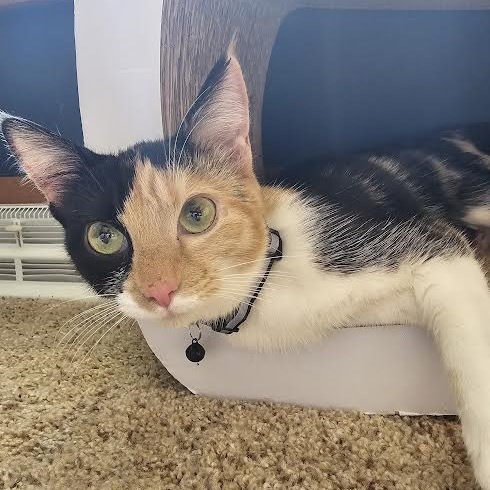 Callie