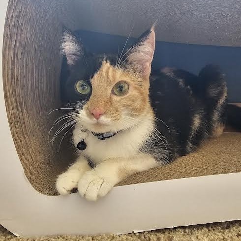 Callie