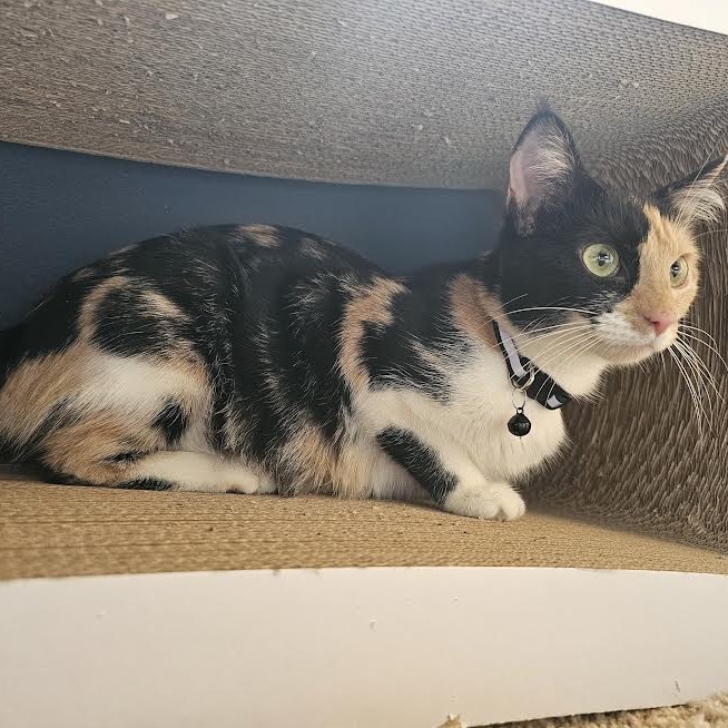 Callie