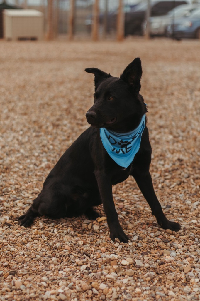 Draco, an adoptable German Shepherd Dog in Hot Springs, SD, 57747 | Photo Image 1