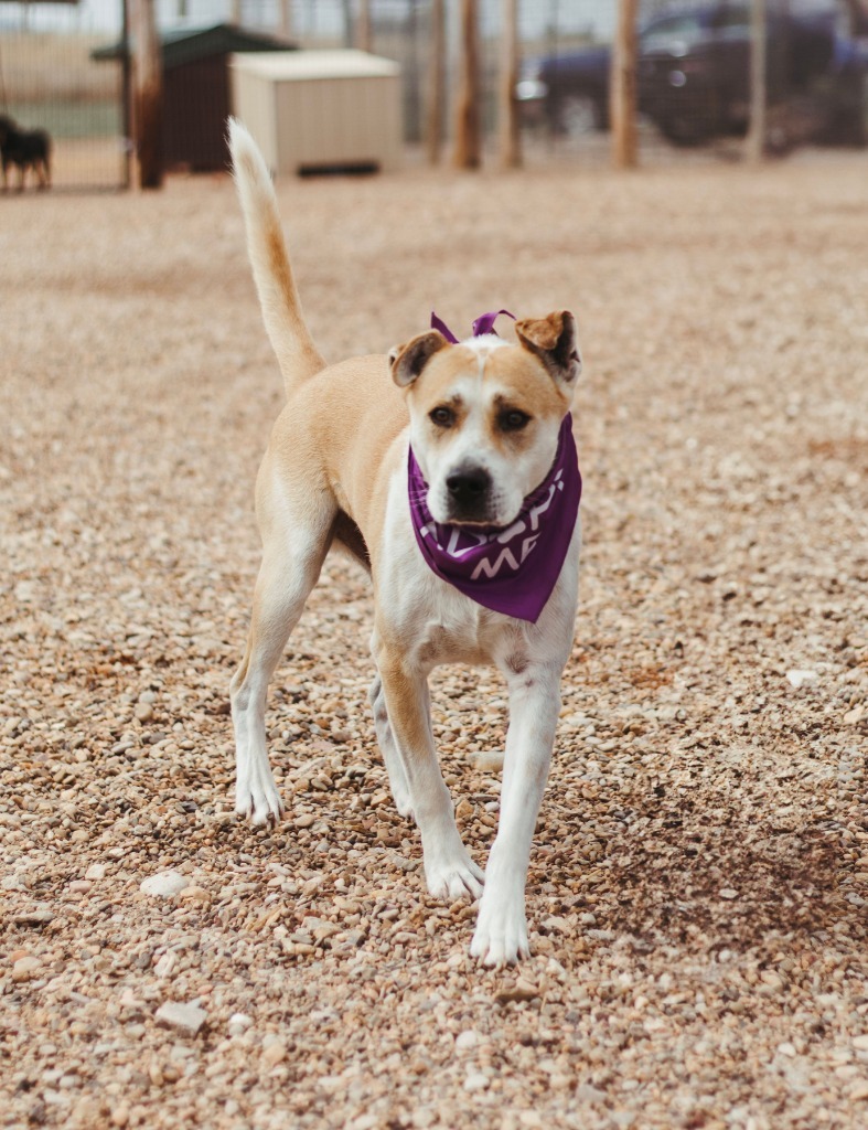 Apollo ll, an adoptable Pit Bull Terrier in Hot Springs, SD, 57747 | Photo Image 1