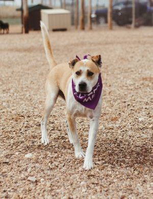 Apollo ll, Adult Male Pit Bull Terrier