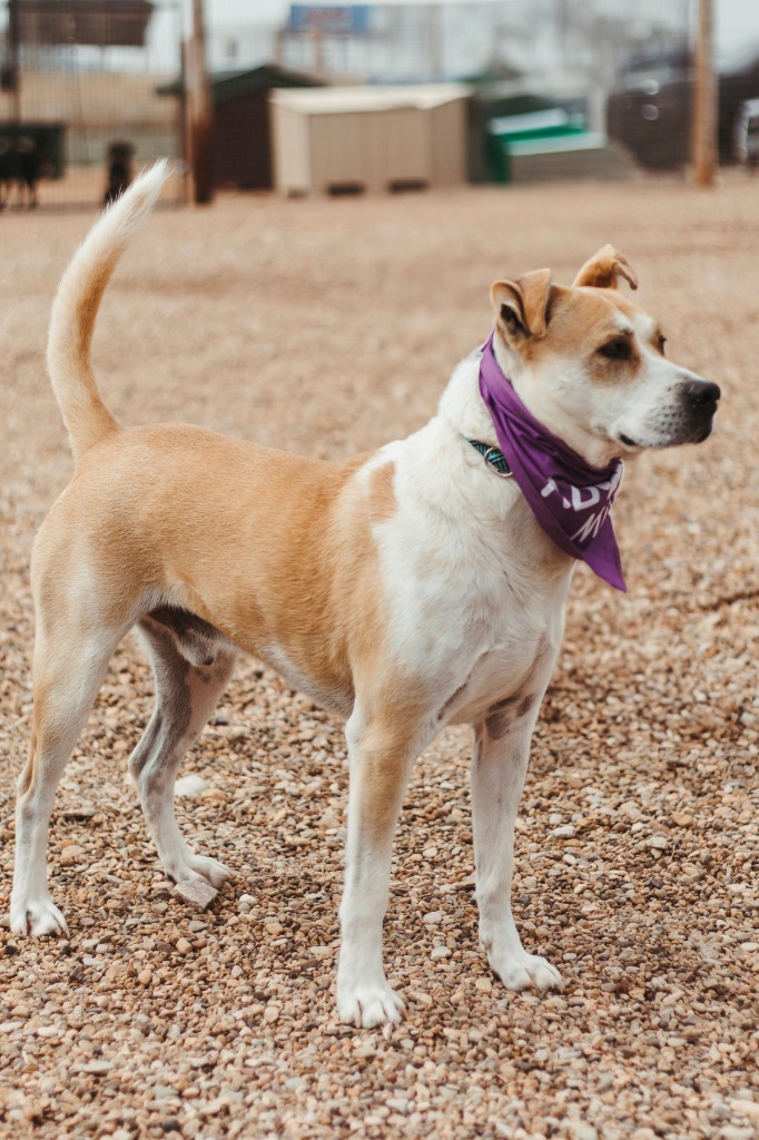 Apollo ll, an adoptable Pit Bull Terrier in Hot Springs, SD, 57747 | Photo Image 2