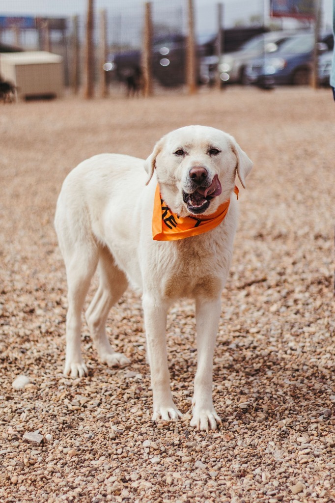 Seven, an adoptable Anatolian Shepherd in Hot Springs, SD, 57747 | Photo Image 1