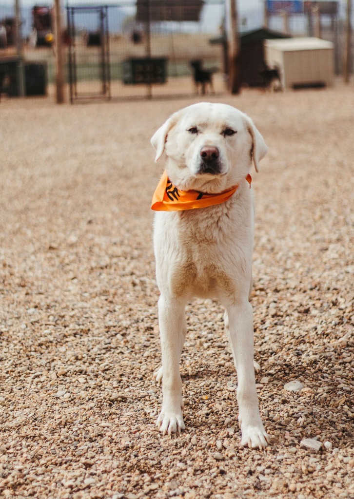Seven, an adoptable Anatolian Shepherd in Hot Springs, SD, 57747 | Photo Image 2