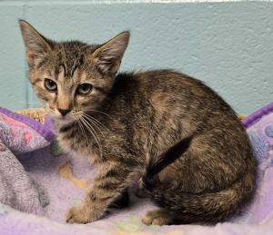 Grape, Baby Female Domestic Short Hair