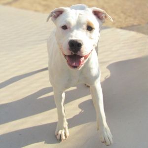 Roxy, Adult Female unknown