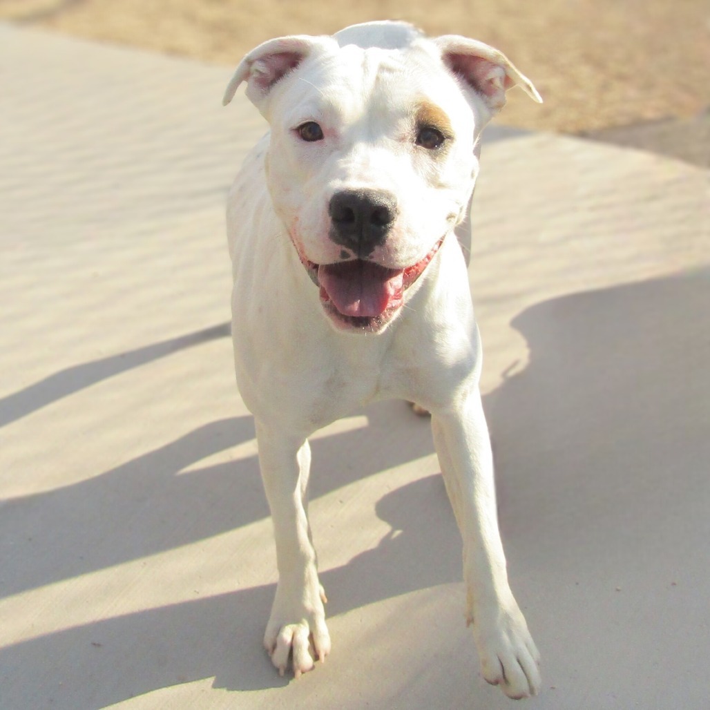 Roxy, an adoptable Mixed Breed in Las Cruces, NM, 88012 | Photo Image 1