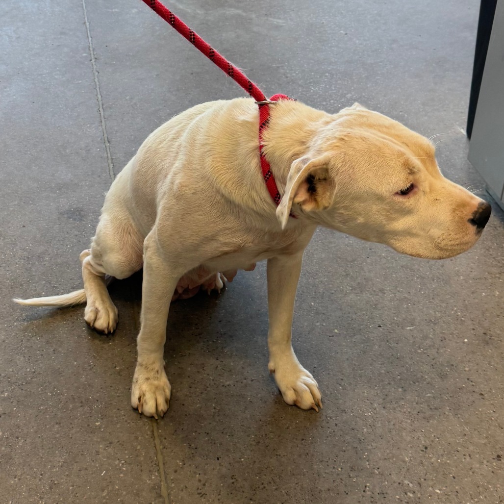 Roxy, an adoptable Mixed Breed in Las Cruces, NM, 88012 | Photo Image 2