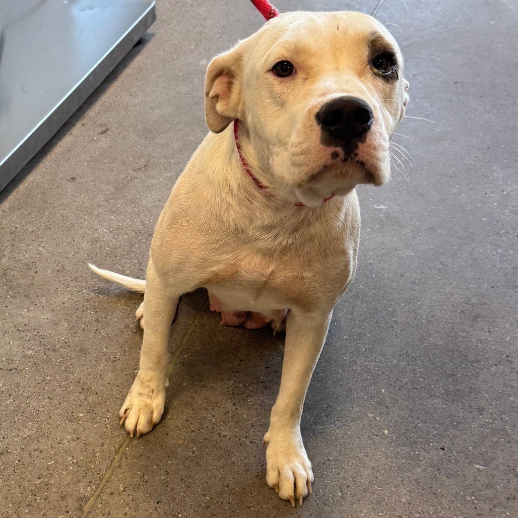 Roxy, an adoptable Mixed Breed in Las Cruces, NM, 88012 | Photo Image 3