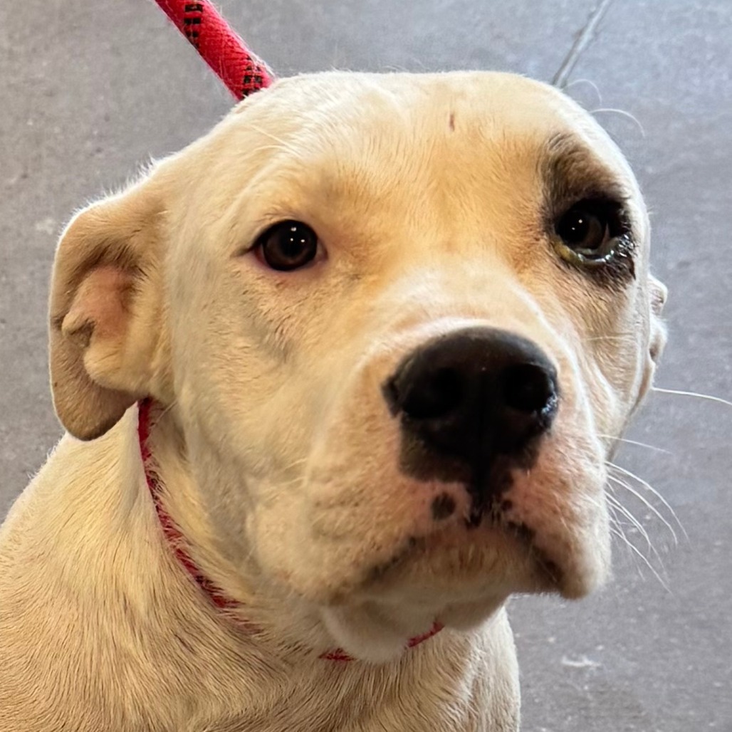 Roxy, an adoptable Mixed Breed in Las Cruces, NM, 88012 | Photo Image 4