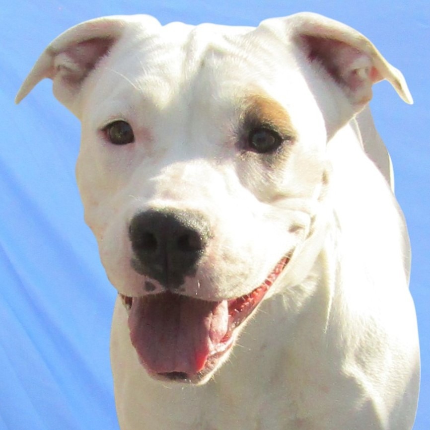 Roxy, an adoptable Mixed Breed in Las Cruces, NM, 88012 | Photo Image 5