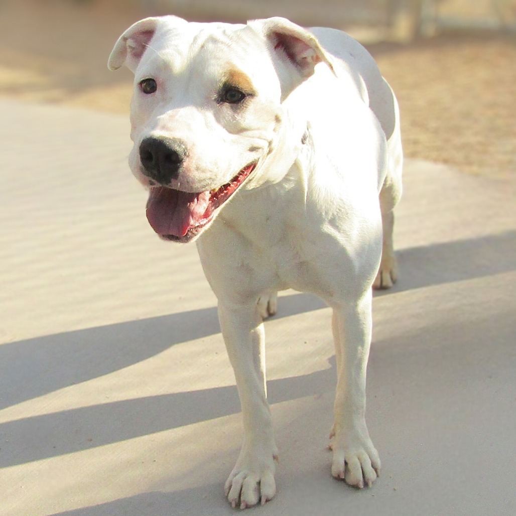 Roxy, an adoptable Mixed Breed in Las Cruces, NM, 88012 | Photo Image 6